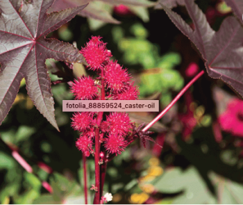 Ozonated Castor Oil 2 fl. oz.