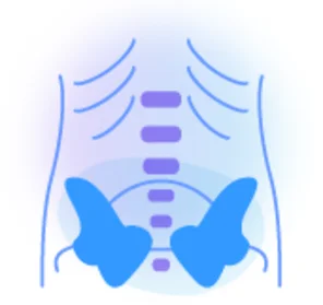 Joints, bones, spine