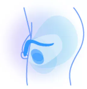 Male reproductive system