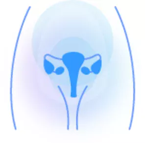 Female reproductive system